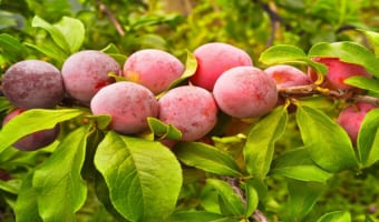 「すもも」と「プラム」、「プルーン」は同じ果物?その違いは何?