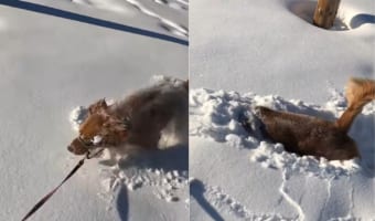 雪にテンションが上がったゴールデンレトリバー、散歩中にあった新雪に潜って進む!進む!!
