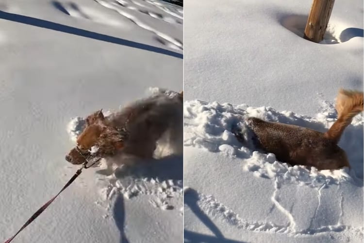 雪にテンションが上がったゴールデンレトリバー、散歩中にあった新雪に潜って進む！進む！！