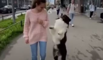 二度見確実!二足歩行で踊りながら散歩する犬の姿が楽しそうだし、とってもかわいい!!