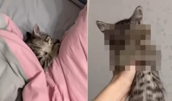 「まだ起きたくないニャ~」まだまだ寝ていたい子猫。飼い主さんに抱きかかえられて、思わず両手で顔を隠しちゃう!!