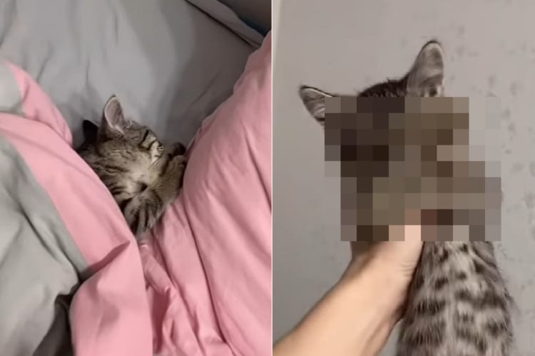 「まだ起きたくないニャ～」まだまだ寝ていたい子猫。飼い主さんに抱きかかえられて、思わず両手で顔を隠しちゃう！！