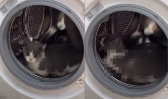 君ってハムスターだったっけ？猫が洗濯機の中で発見した新しい遊びとは！