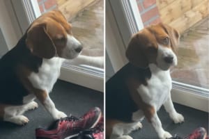 「ねえ、散歩行きたいんだけど」窓をパシパシ叩いて散歩の催促をするビーグルの無言の圧が強すぎる