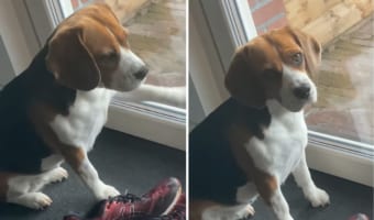 「ねえ、散歩行きたいんだけど」窓をパシパシ叩いて散歩の催促をするビーグルの無言の圧が強すぎる