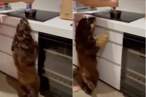 ランチタイムを察知するたびに大興奮！ワクワクしながらかわいいダンスを披露する犬