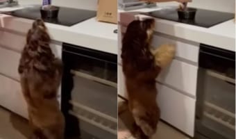 ランチタイムを察知するたびに大興奮!ワクワクしながらかわいいダンスを披露する犬