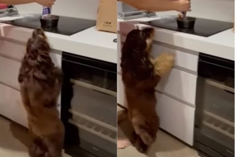 ランチタイムを察知するたびに大興奮！ワクワクしながらかわいいダンスを披露する犬