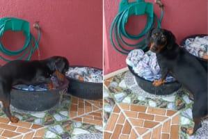 前世はアライグマ？それとも人間だった？たらいを使って揉み洗いをするダックスフンド