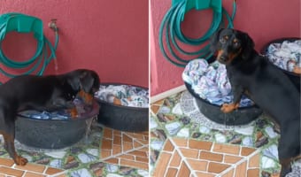 前世はアライグマ？それとも人間だった？たらいを使って揉み洗いをするダックスフンド