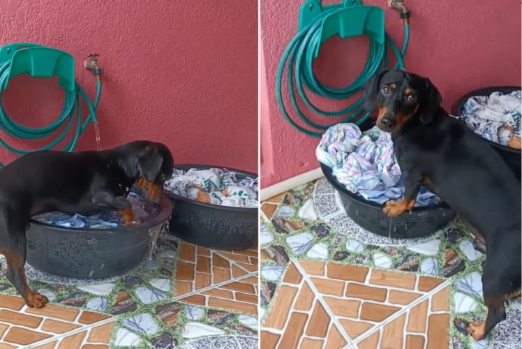 前世はアライグマ？それとも人間だった？たらいを使って揉み洗いをするダックスフンド