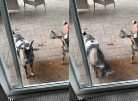 「もしも～し、いるのは分かっているんですよ！」庭先にいるヤギが飼い主さんを出てくるまで行う呼び出し方がパワープレーすぎる・・・