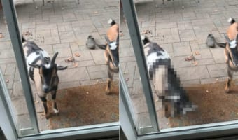 「もしも~し、いるのは分かっているんですよ!」庭先にいるヤギが飼い主さんを出てくるまで行う呼び出し方がパワープレーすぎる・・・
