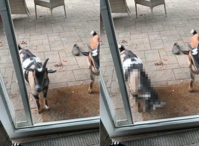 「もしも～し、いるのは分かっているんですよ！」庭先にいるヤギが飼い主さんを出てくるまで行う呼び出し方がパワープレーすぎる・・・