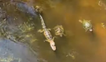 ワニとカメが一緒にいて平気なの?!まだ小さいワニのまわりをカメたちが悠々自適に泳いでいました