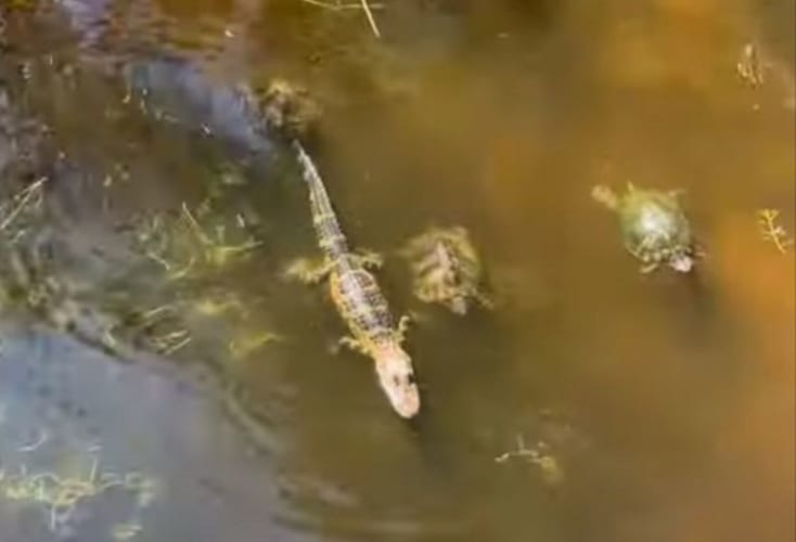 ワニとカメが一緒にいて平気なの？！まだ小さいワニのまわりをカメたちが悠々自適に泳いでいました