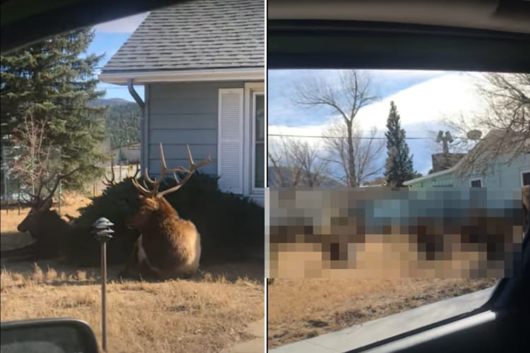 この街はワピチに占拠されてしまった？？民家の敷地を巨大なシカ、ワピチが埋め尽くす