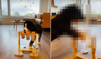 愛犬の早食いをやめさせたかったのに・・・。おやつを入れるパズルフィーダーを導入しましたが、この子はちょっと賢すぎたようです