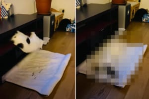 ラックに潜り込んでお昼寝中の猫。寝ている間にビクンとなって床に落ちて、さすがに起きるかと思いきや・・・