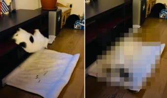 ラックに潜り込んでお昼寝中の猫。寝ている間にビクンとなって床に落ちて、さすがに起きるかと思いきや・・・