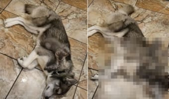 フミフミ・・・。子猫はお兄ちゃんな犬の首元をこねるのが楽しいのか、どうしてもやめられません