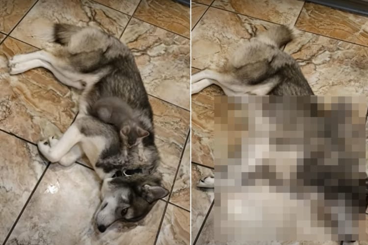 フミフミ・・・。子猫はお兄ちゃんな犬の首元をこねるのが楽しいのか、どうしてもやめられません