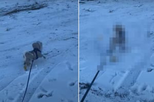 「これじゃあ滑って歩けない！」雪道を散歩する愛犬が寒くないようにブーツを履かせてあげたら、歩きにくいのかプリプリ怒ってしまいました