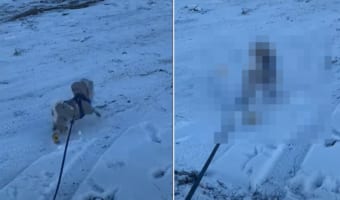 「これじゃあ滑って歩けない!」雪道を散歩する愛犬が寒くないようにブーツを履かせてあげたら、歩きにくいのかプリプリ怒ってしまいました