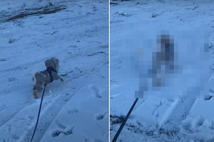 「これじゃあ滑って歩けない！」雪道を散歩する愛犬が寒くないようにブーツを履かせてあげたら、歩きにくいのかプリプリ怒ってしまいました