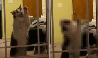 お外に出たい猫。なんとか窓ガラスを壊してでも!と勢い込んでいるようですが・・・、その姿は窓ガラスを食べようとしているようにしか見えません