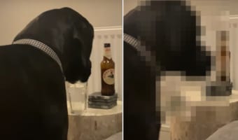 グラスに注がれた水を飲むグレートデーン。ところが飲むのに夢中で、この後飼い主さんがちょっと大変になりそうな事態を引き起こすのでした