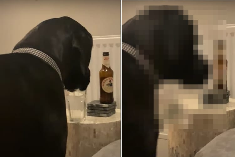 グラスに注がれた水を飲むグレートデーン。ところが飲むのに夢中で、この後飼い主さんがちょっと大変になりそうな事態を引き起こすのでした