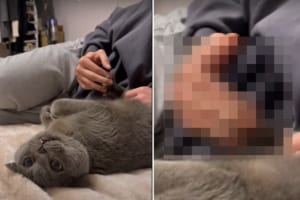 仰向けになってすっかりリラックスしている猫。飼い主さんからの肉球マッサージが最高に気持ちいいみたい！！