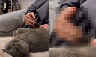 仰向けになってすっかりリラックスしている猫。飼い主さんからの肉球マッサージが最高に気持ちいいみたい!!