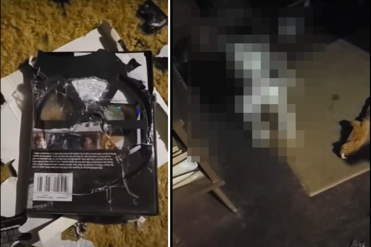 ボロボロになったDVDのケース。このケースをオモチャにした当人は逃げもせずに、なんだかとてもご機嫌にしているのでした