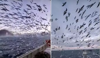 「船の外に出ると・・・周りはカモメだらけ!どこを見てもカモメがいてまるで映画のワンシーンのよう」