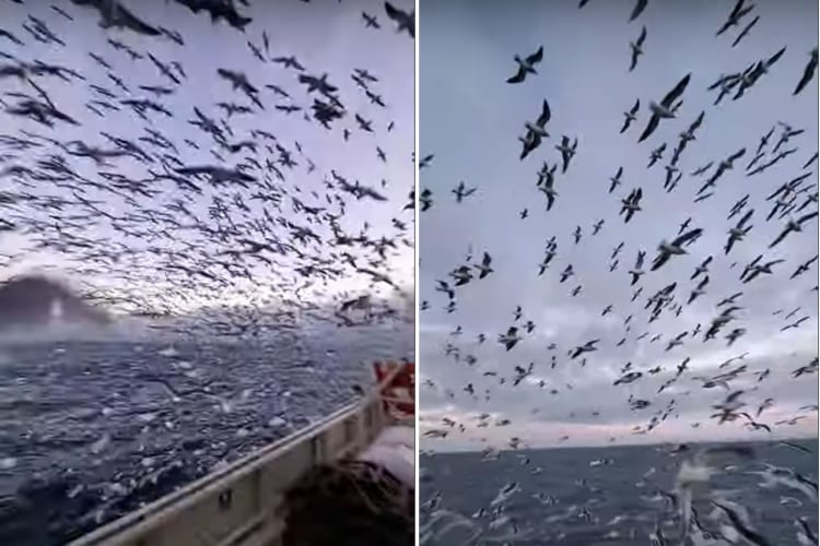 「船の外に出ると・・・周りはカモメだらけ！どこを見てもカモメがいてまるで映画のワンシーンのよう」