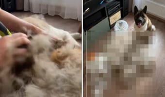 むしってもブラッシングしてもいくらでも出てくる秋田犬の毛。いくら生え変わりの時期とはいえ・・・その毛の量はまるで羊みたい!