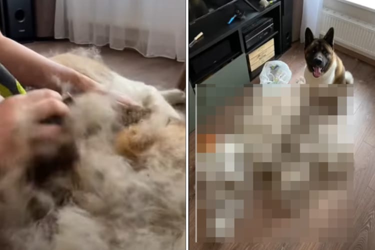 むしってもブラッシングしてもいくらでも出てくる秋田犬の毛。いくら生え変わりの時期とはいえ・・・その毛の量はまるで羊みたい！