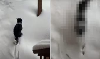 雪が積もったので勢いよく外に飛び出した犬でしたが・・・、思わぬハプニングのせいですぐお家に引き返すのでした