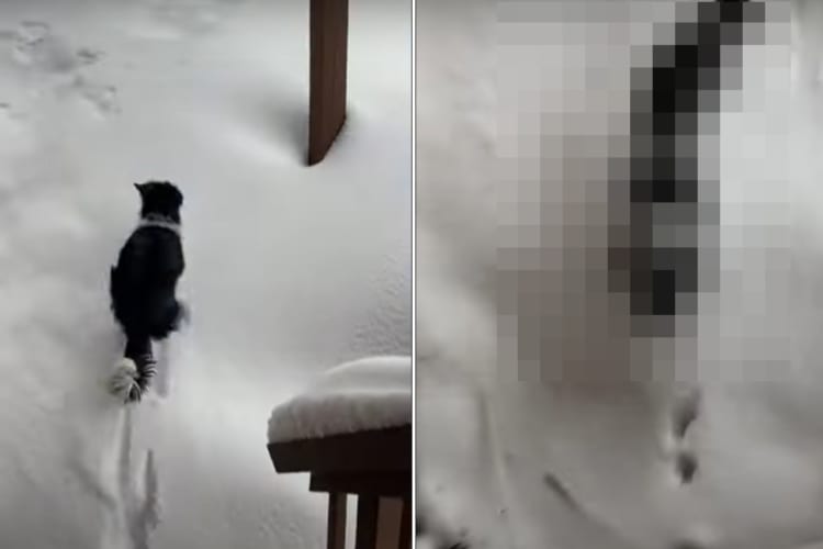 雪が積もったので勢いよく外に飛び出した犬でしたが・・・、思わぬハプニングのせいですぐお家に引き返すのでした