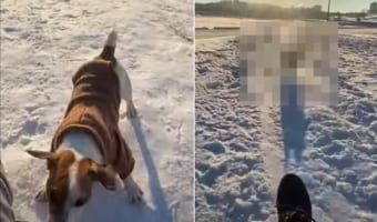 雪の坂を走るジャック・ラッセル・テリアが早い!ソリに乗る飼い主さんの前を駆ける!追い越させない!!