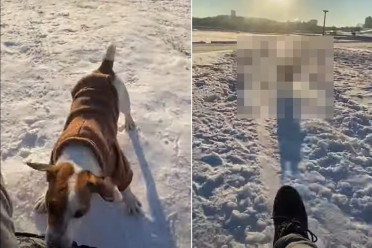 雪の坂を走るジャック・ラッセル・テリアが早い！ソリに乗る飼い主さんの前を駆ける！追い越させない！！