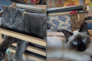 植木鉢を置こうと買ってきたプランターホルダーでしたが・・・、愛猫たちが気に入りすぎた結果、猫のベッドとなりました