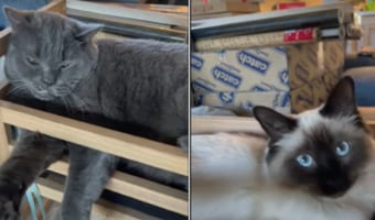 植木鉢を置こうと買ってきたプランターホルダーでしたが・・・、愛猫たちが気に入りすぎた結果、猫のベッドとなりました