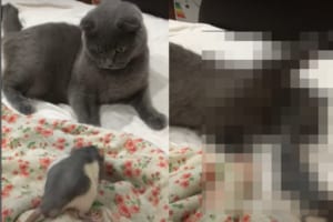 ふたりはなかよし？ネズミにちょっかいをかける猫と、猫の周りをウロチョロして構った欲しそうなネズミ