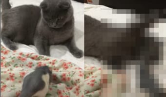 ふたりはなかよし?ネズミにちょっかいをかける猫と、猫の周りをウロチョロして構った欲しそうなネズミ