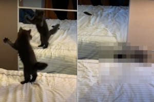 振り返ったら見知らぬ猫が？！そっくりな動きをするし、猫パンチをお見舞いしようとするけど・・・。それは鏡に写った君だよ！！