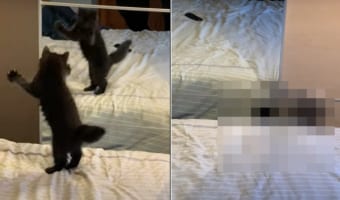 振り返ったら見知らぬ猫が？！そっくりな動きをするし、猫パンチをお見舞いしようとするけど・・・。それは鏡に写った君だよ！！