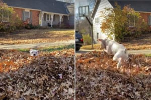 落ち葉の布団がふっかふか！ボクサー犬の子犬が潜ったり跳ねたりと楽しそう！！